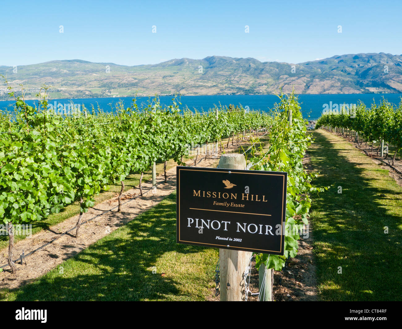 Pinot Noir vines at the Mission Hill winery in the Okanagan Valley British Columbia Canada Stock Photo