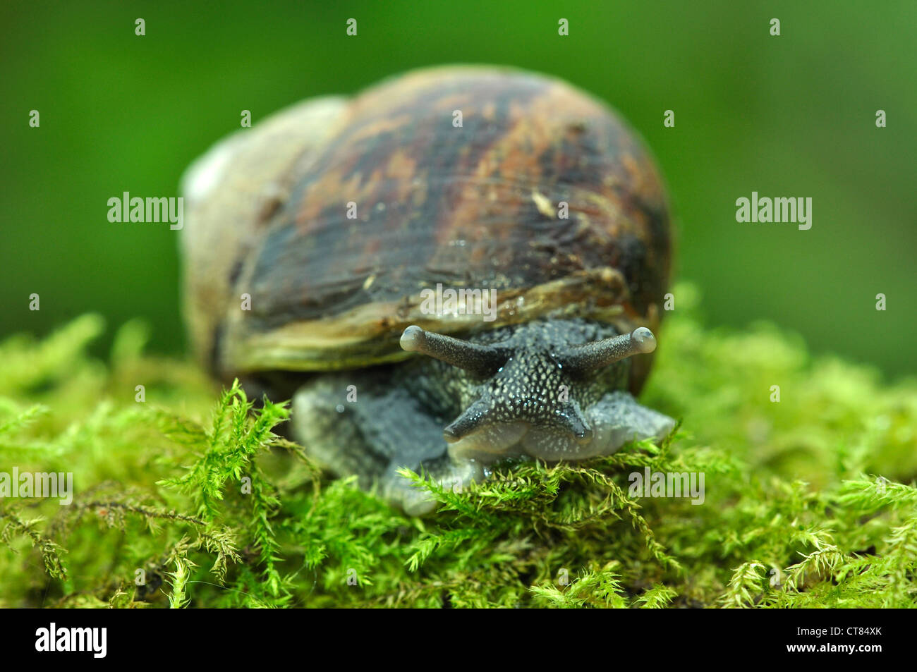 A garden snail looking at you UK Stock Photo