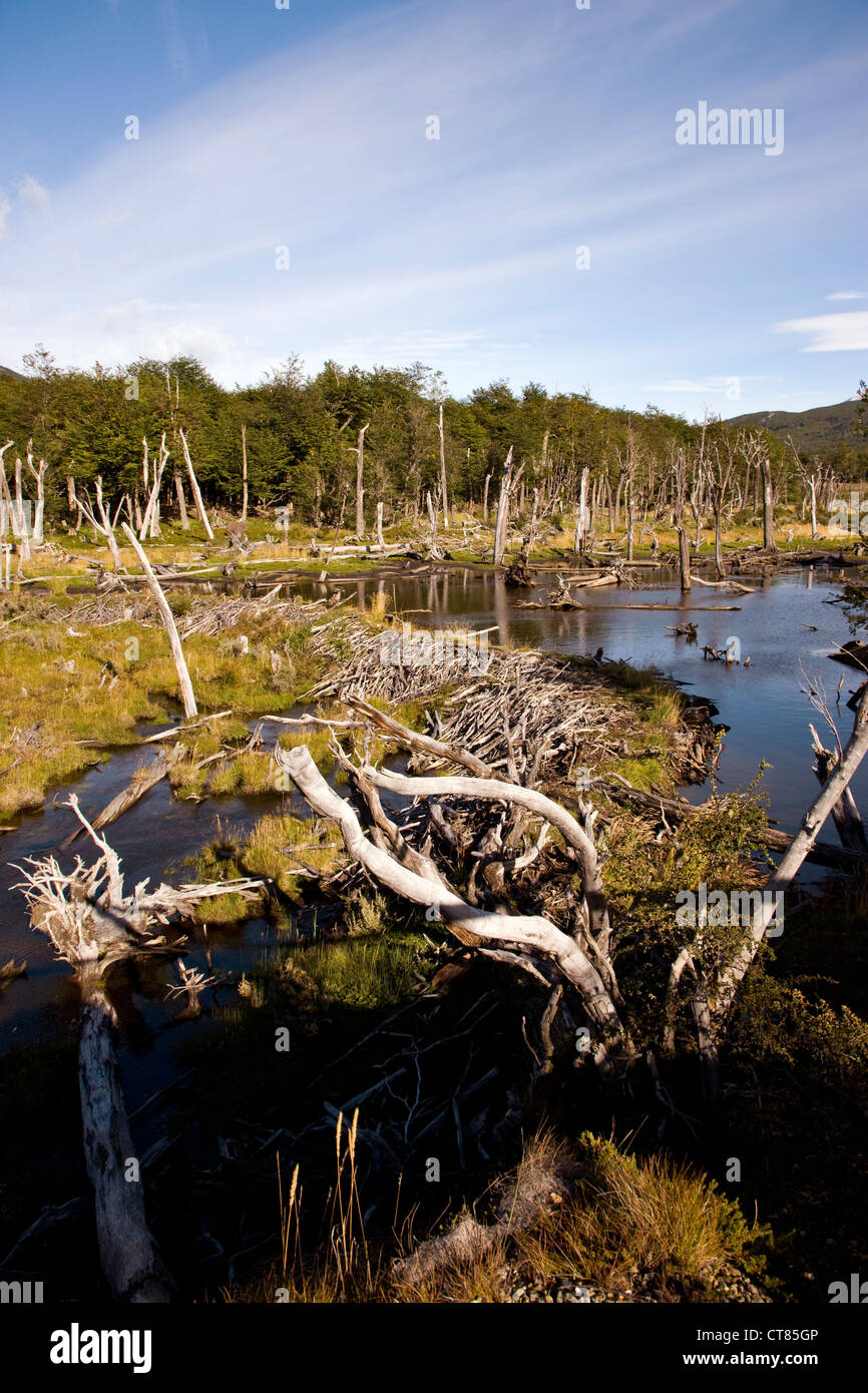 Castorera or beaver dam in Parque Nacional Tierra del Fuego Stock Photo
