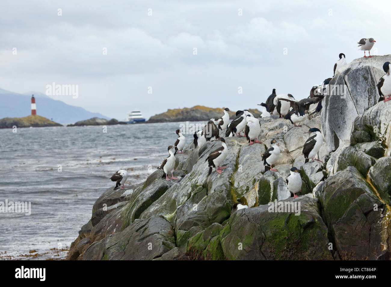 King Cormorants on Isla de los Lobos in the Beagle Channel Stock Photo