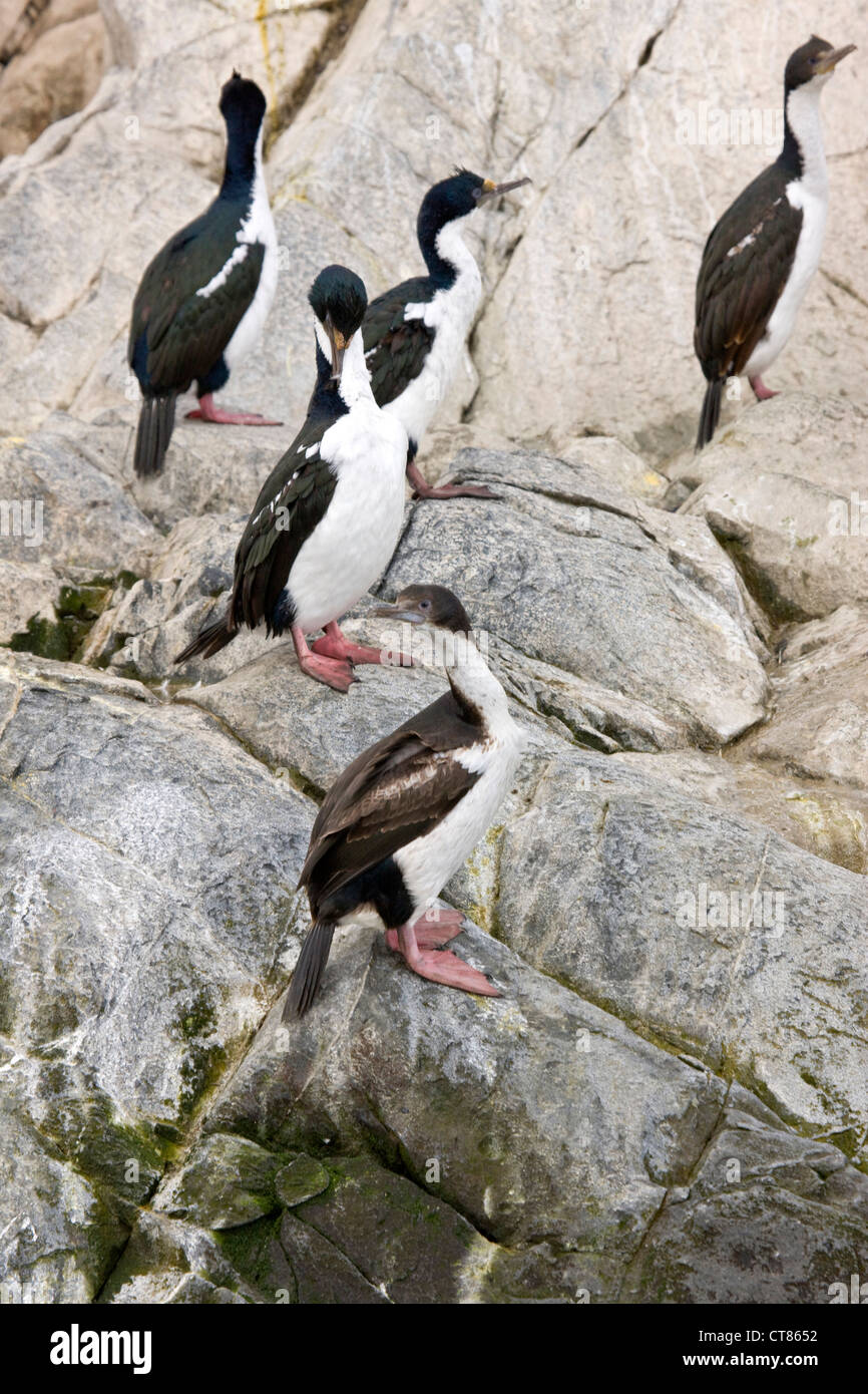 King Cormorants on Isla de los Lobos in the Beagle Channel Stock Photo