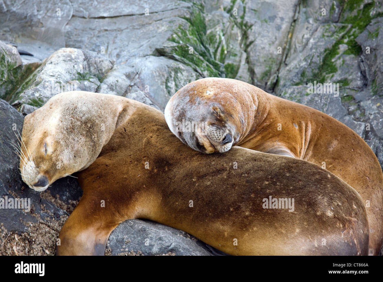 South American sea lions on Isla de los Lobos in the Beagle Channel Stock Photo