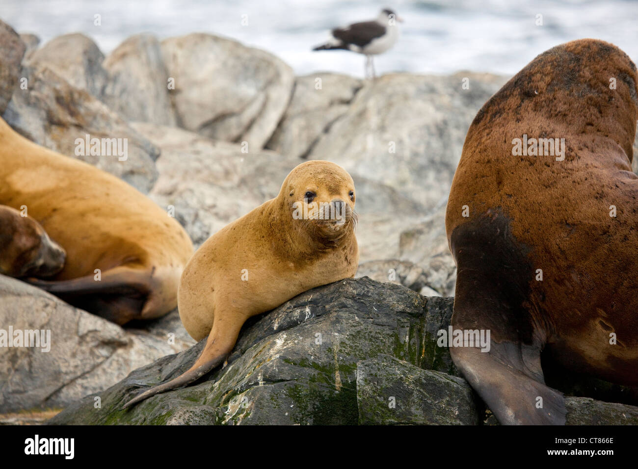 South American sea lions on Isla de los Lobos in the Beagle Channel Stock Photo