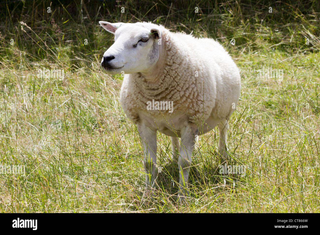 A sheep in a meadow field Stock Photo