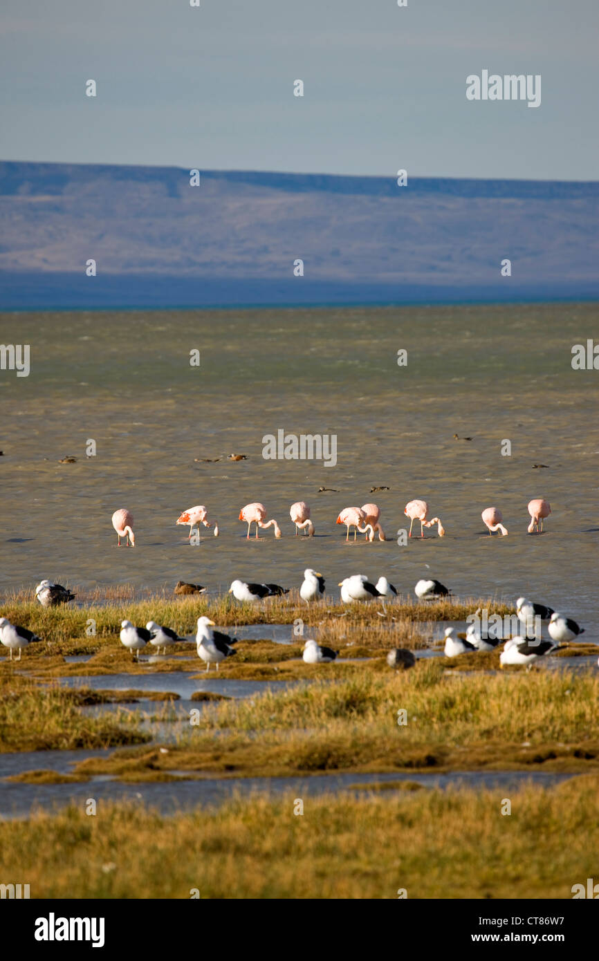 Flamingos on the Laguna Nimez part of Lago Argentino seen from Casa Verde Nature Reserve Stock Photo
