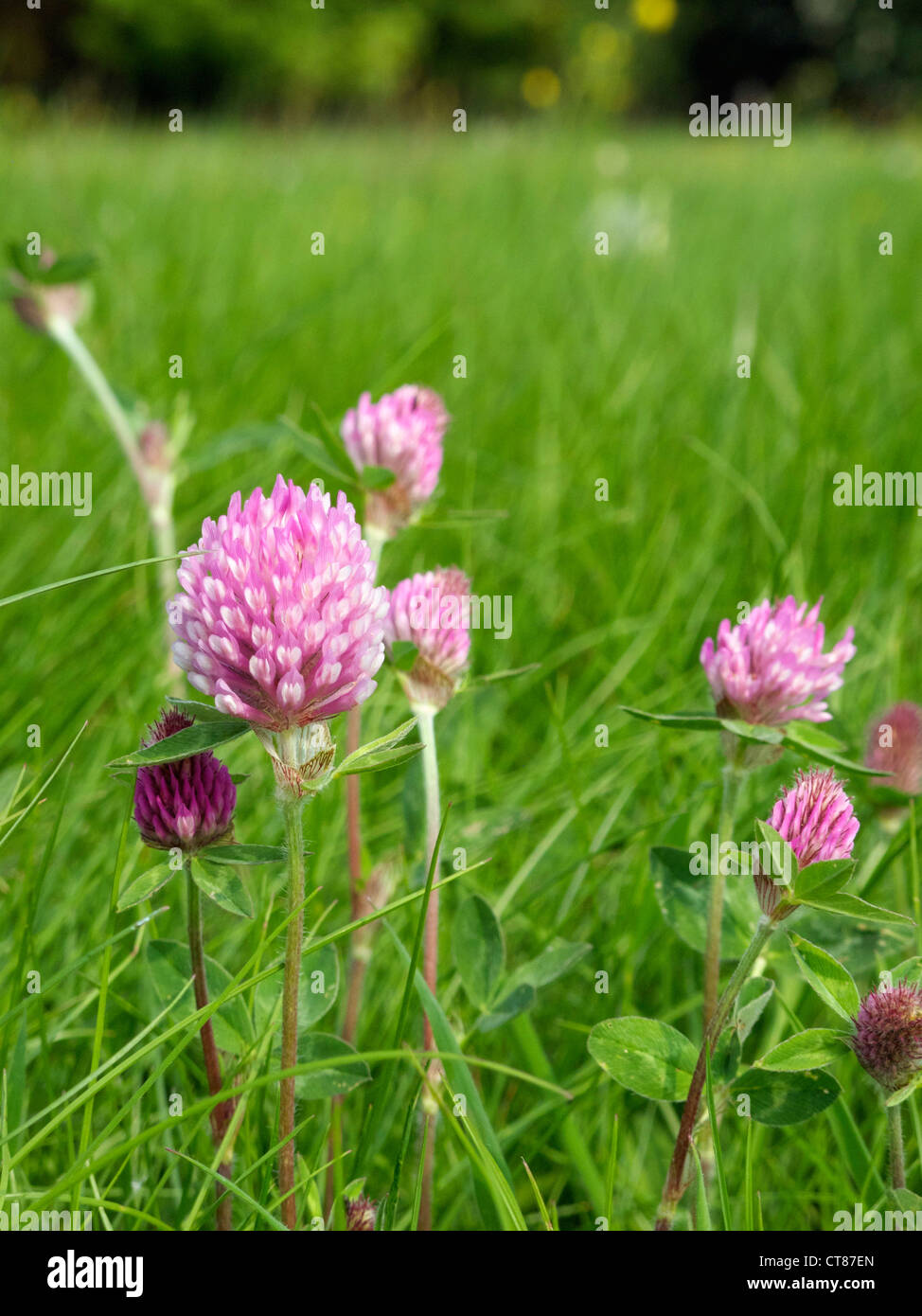 Meadow clover flower Stock Photo Alamy
