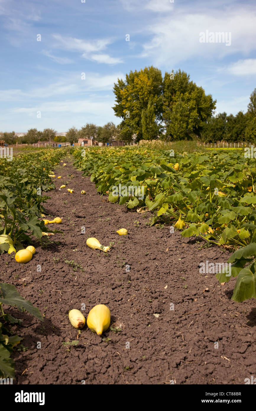 Agricultural scene between Trelew and Gaiman Stock Photo