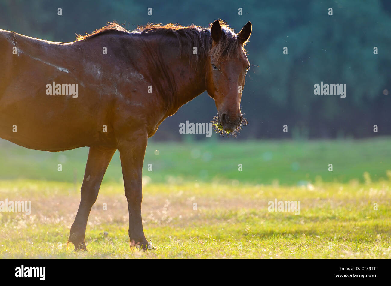 Horse head profile hires stock photography and images Alamy