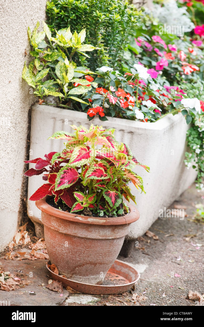 flowers near house Stock Photo Alamy