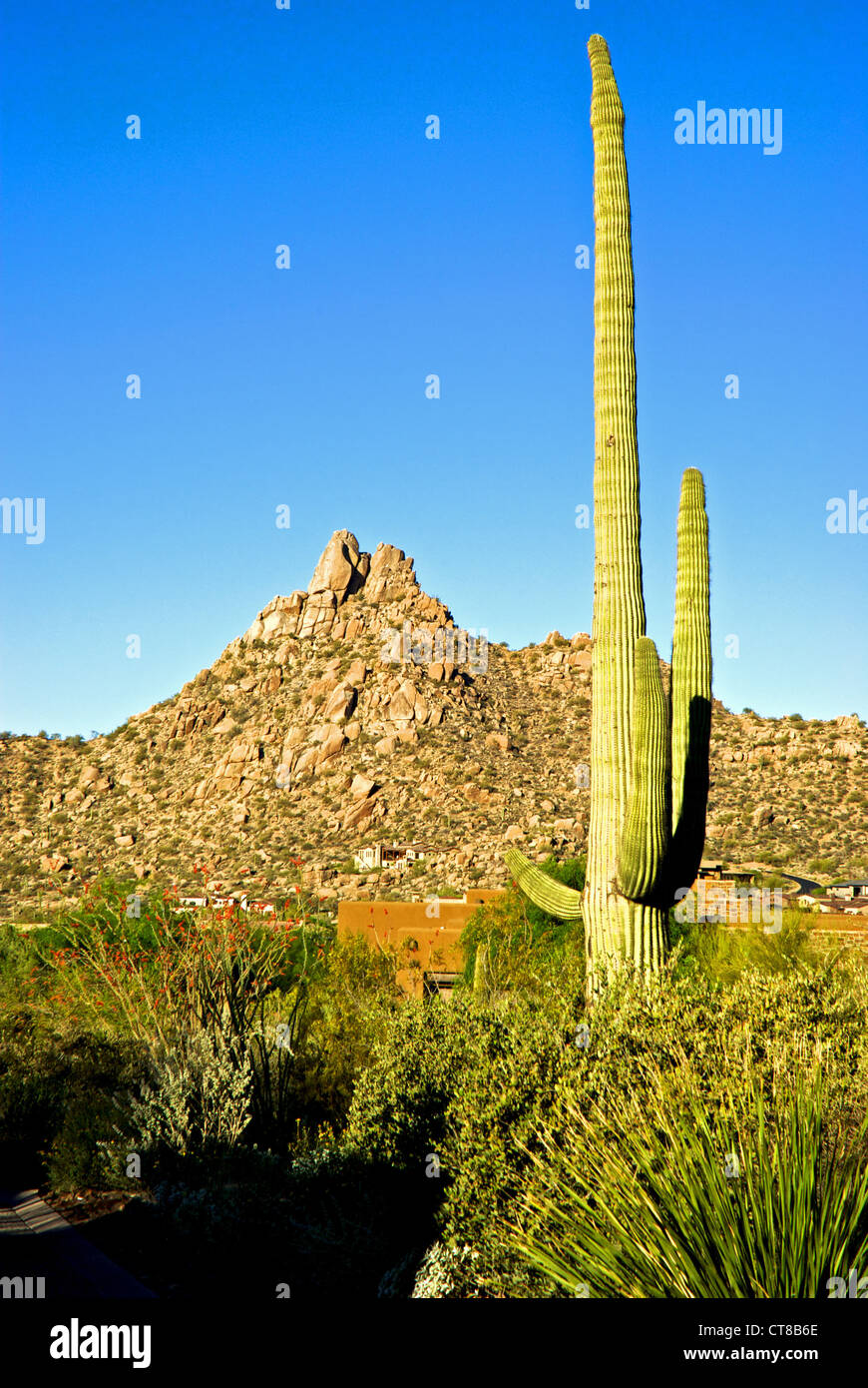 Low one two storey casitas rocky Sonoran desert setting saguaro cacti Four Seasons Resort Scottsdale Stock Photo