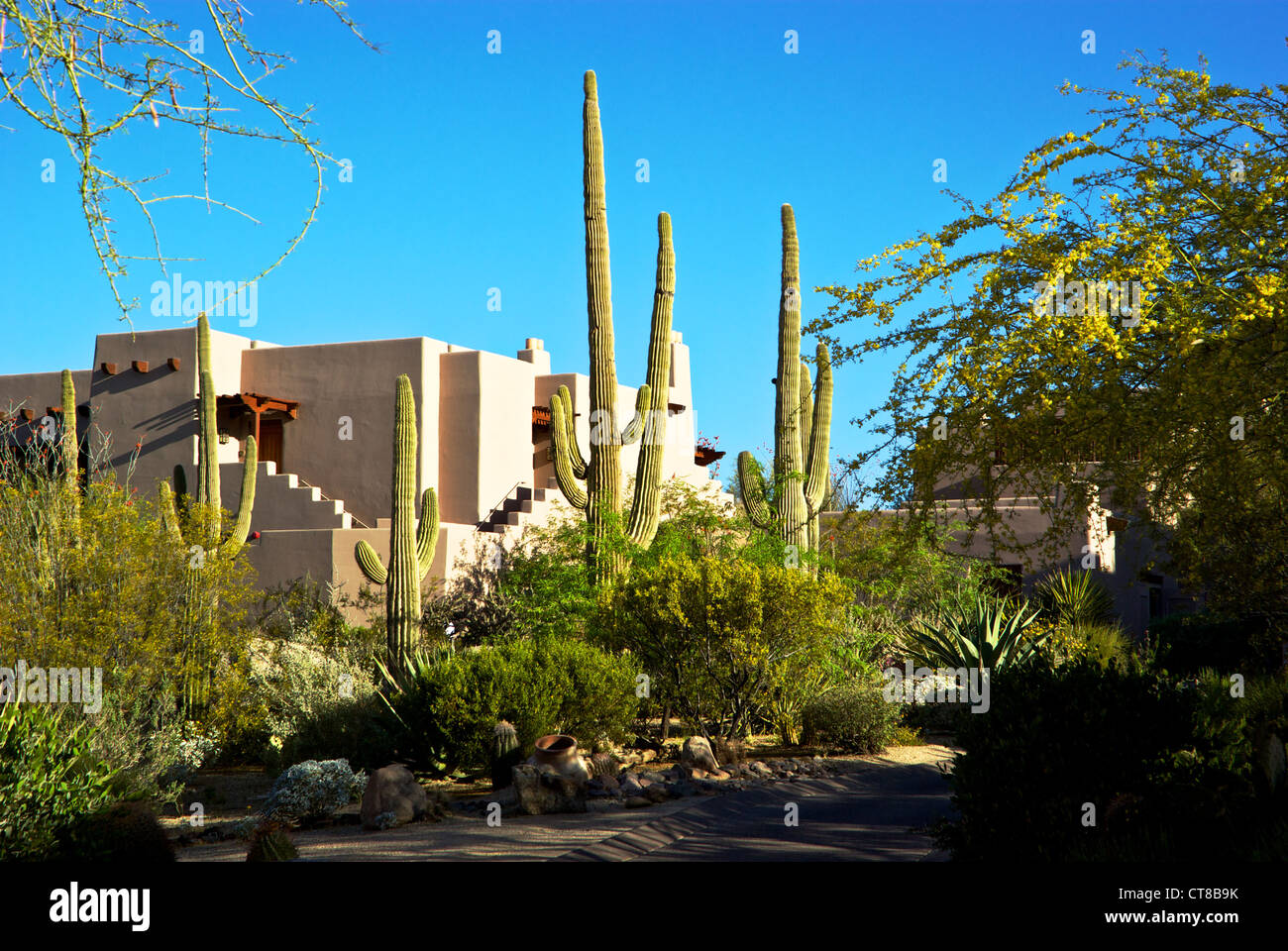 Low one two storey casitas rocky Sonoran desert setting saguaro cacti