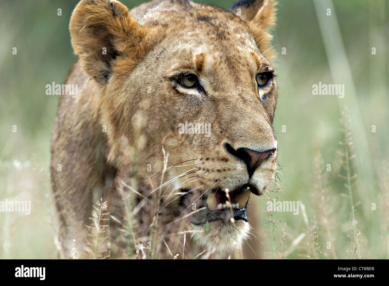 African Lioness ( Panthera leo ) portrait, Kruger National Park, South Africa Stock Photo