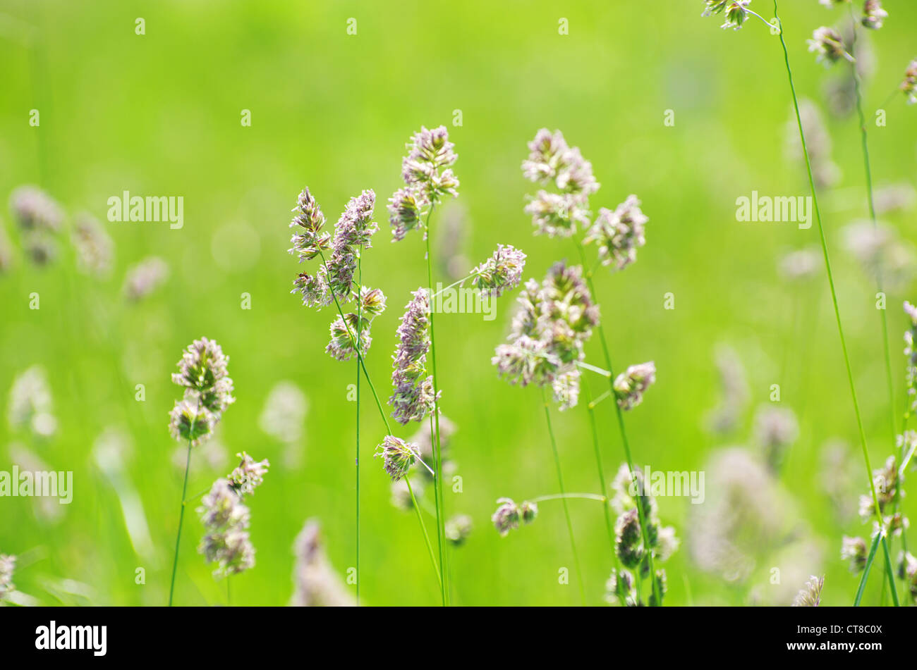 green grass a blurred background Stock Photo - Alamy