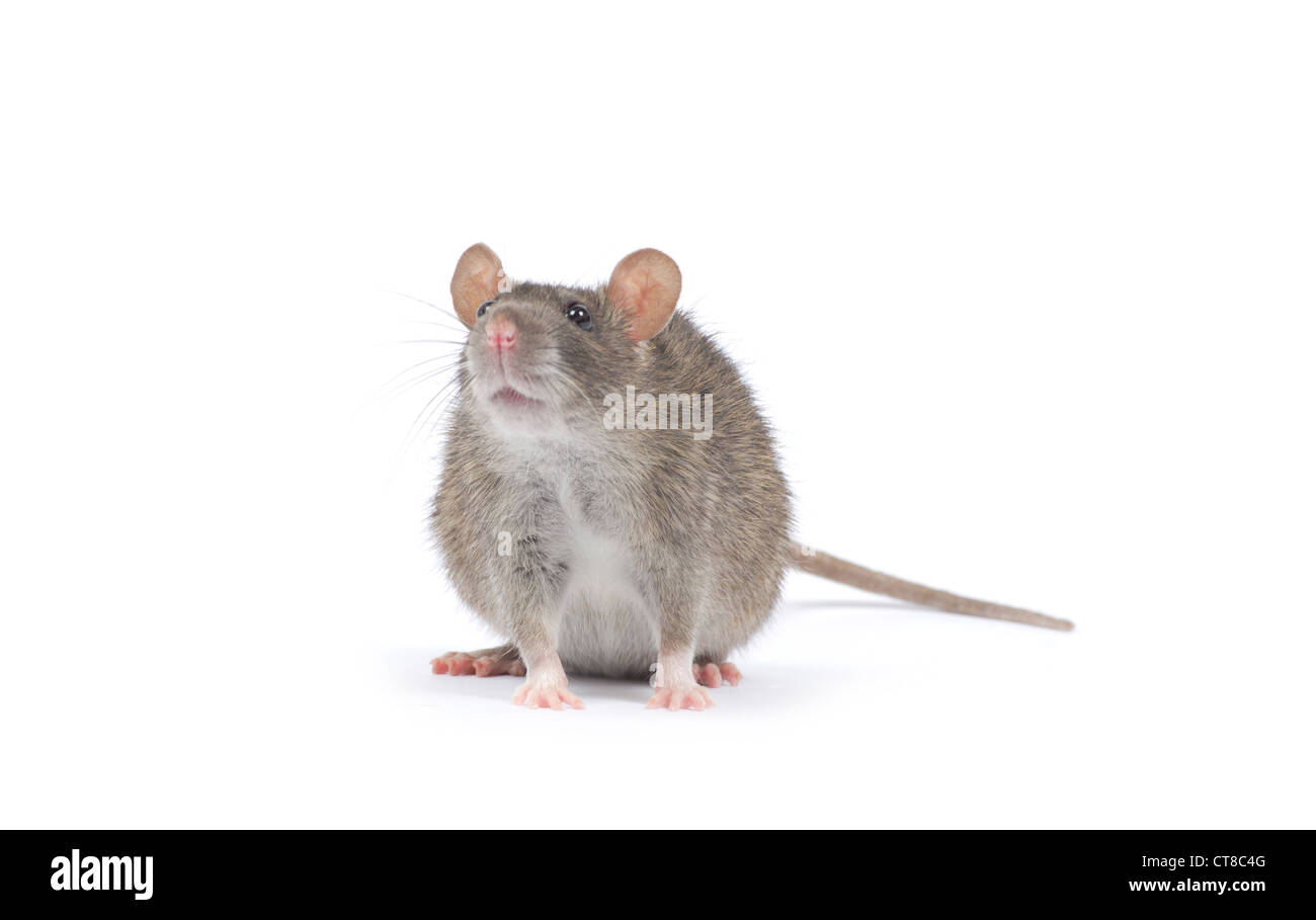 rat isolated on white background Stock Photo - Alamy