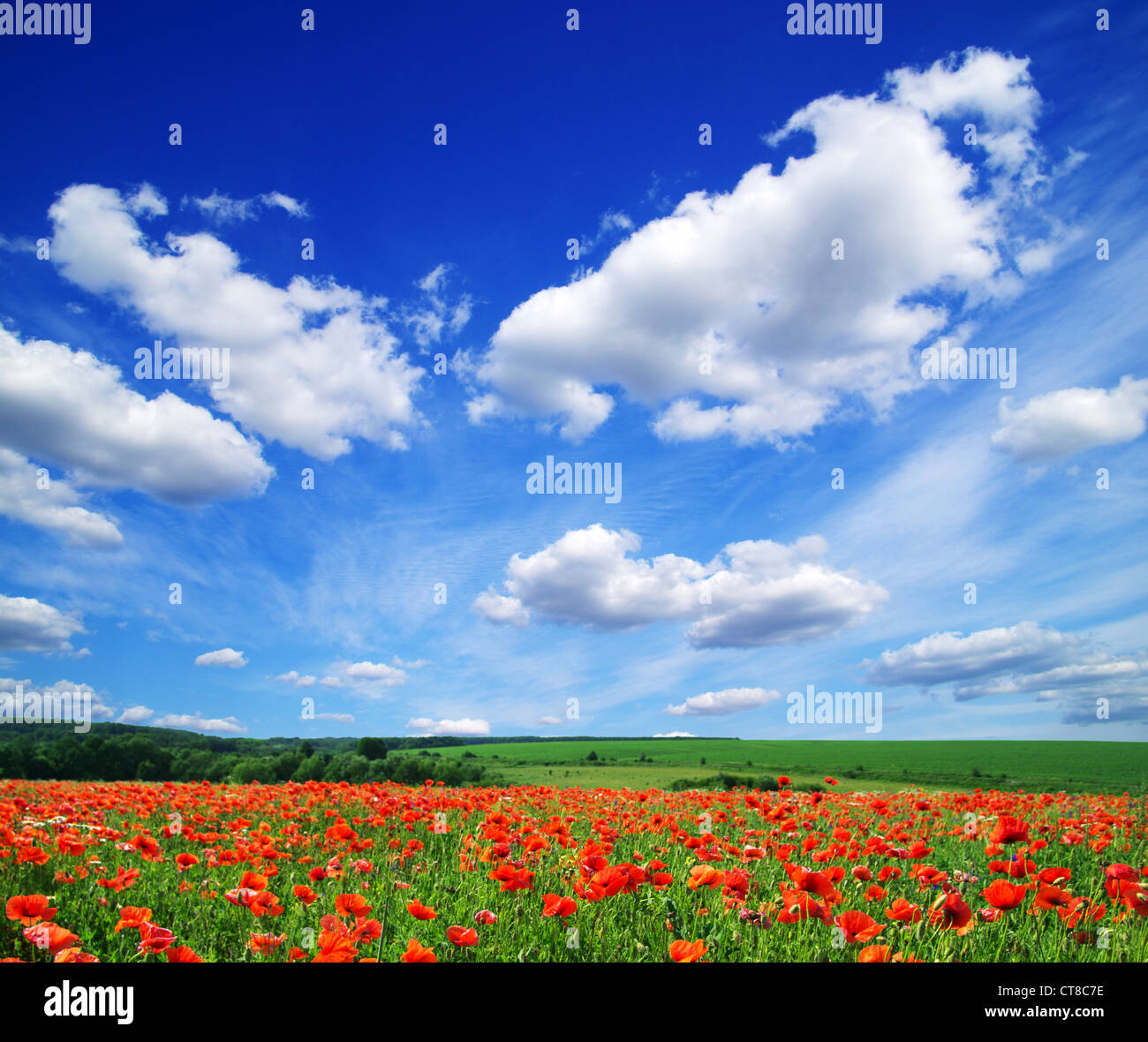 poppy flowers against the blue sky Stock Photo - Alamy