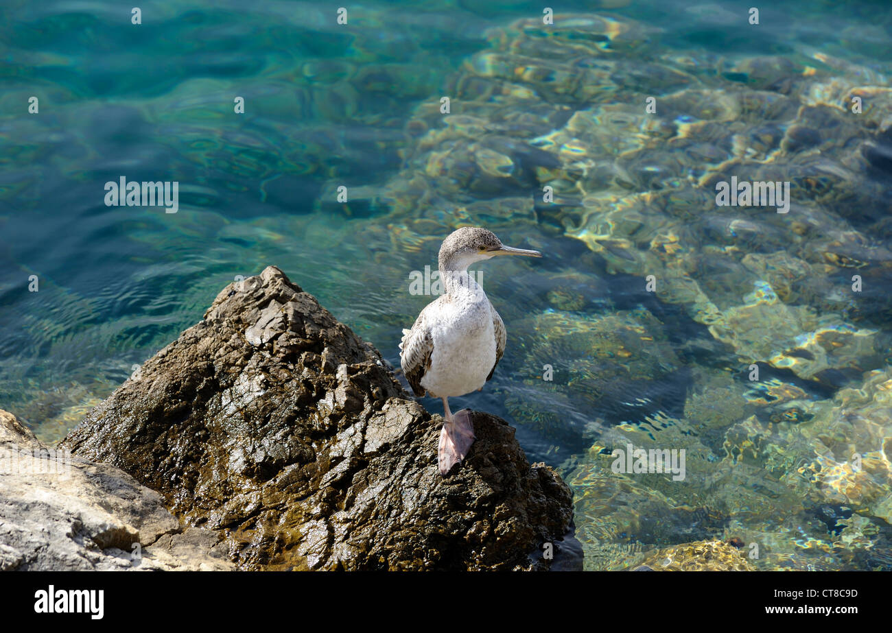 cormorant Phalacrocoracidae sitting on a rock in fornells menorca spain Stock Photo
