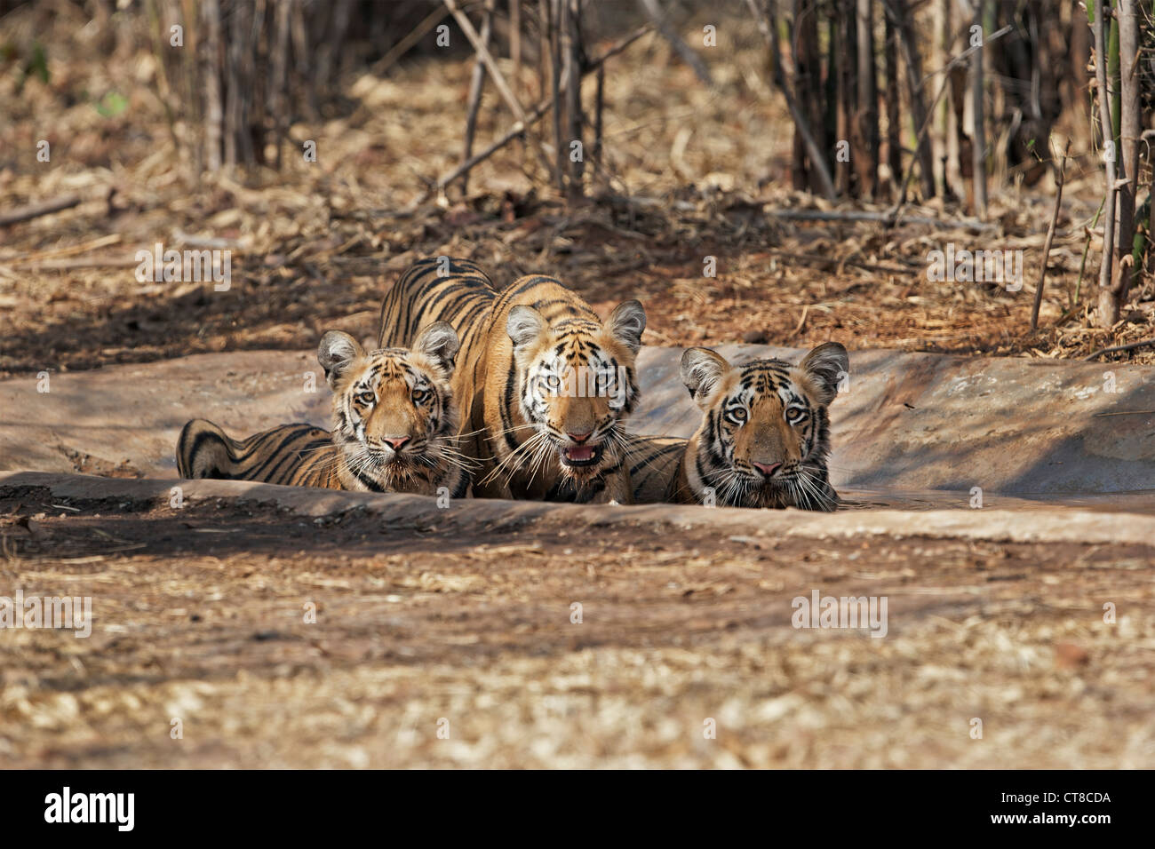 Wagdoh Tigress Cubs cooling off at Tadoba Forest, India. [Panthera Tigris] Stock Photo