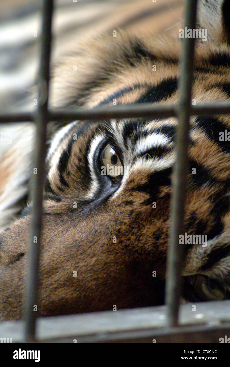 Tiger in cage Stock Photo