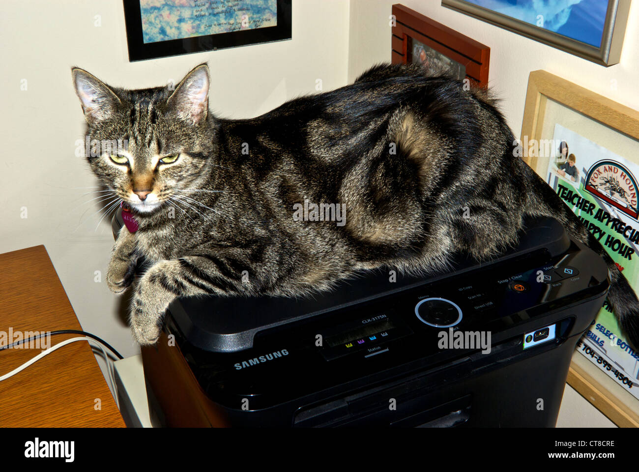 Short hair domestic tabby 'copycat' lying atop Samsung colour LASER copier scanner Stock Photo