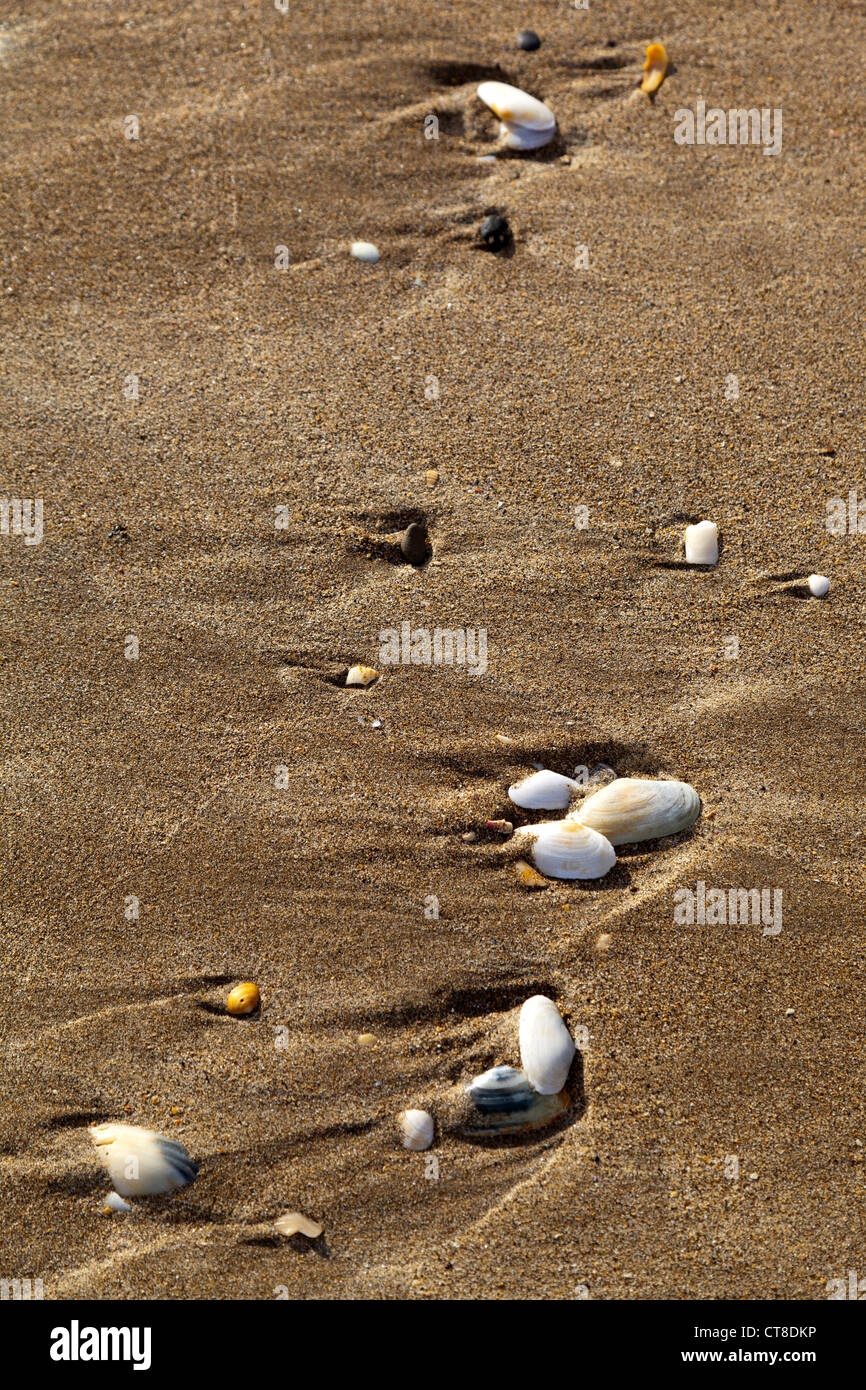 Ninety mile beach, New Zealand - seashells Stock Photo