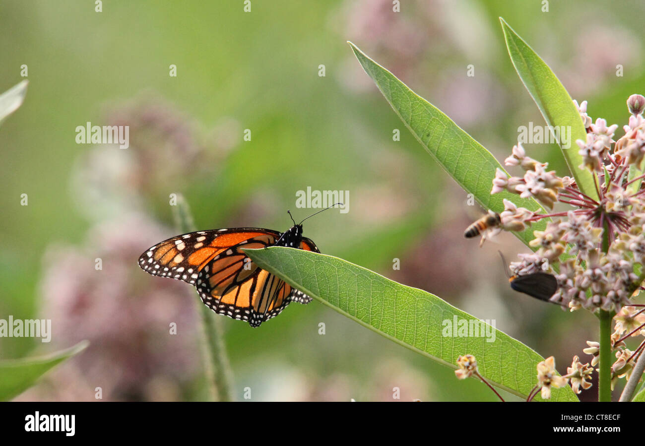 A monarch butterfly sits on a milkweed plant. Stock Photo