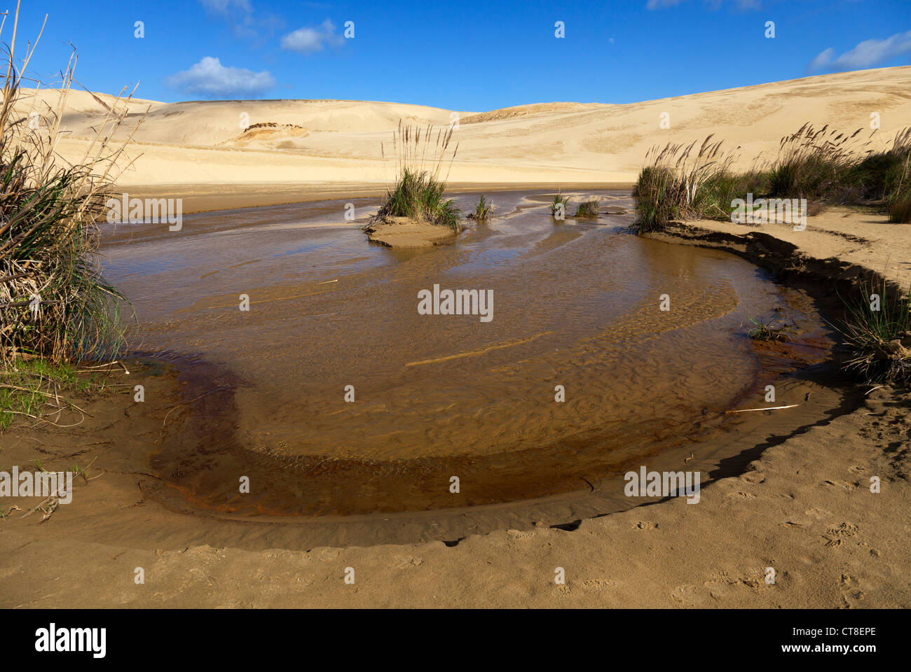 Sand Dunes near Te Kapi Stream 5, Northlands, New Zealand Stock Photo