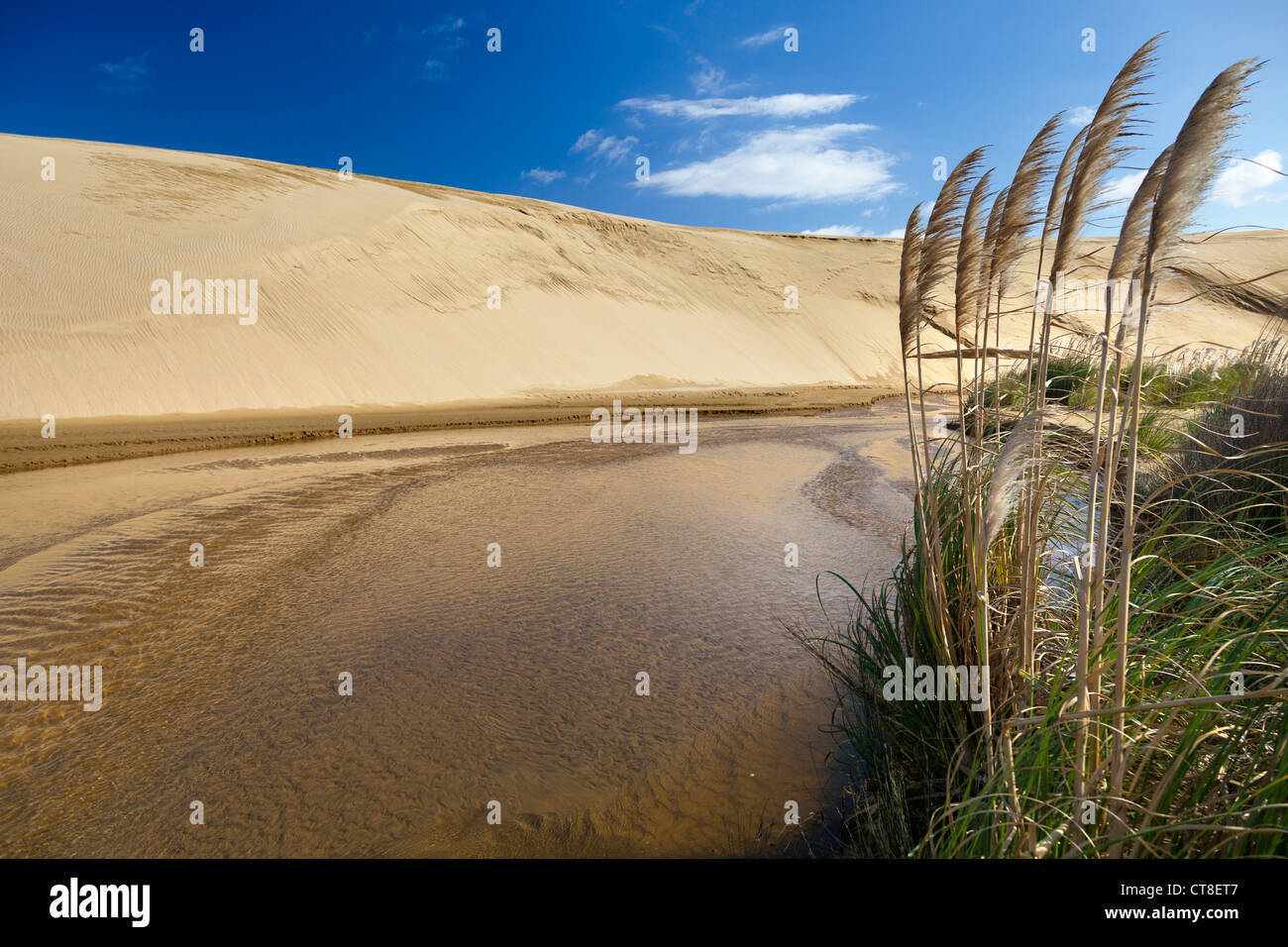 Sand Dunes near Te Kapi Stream 6, Northlands, New Zealand Stock Photo