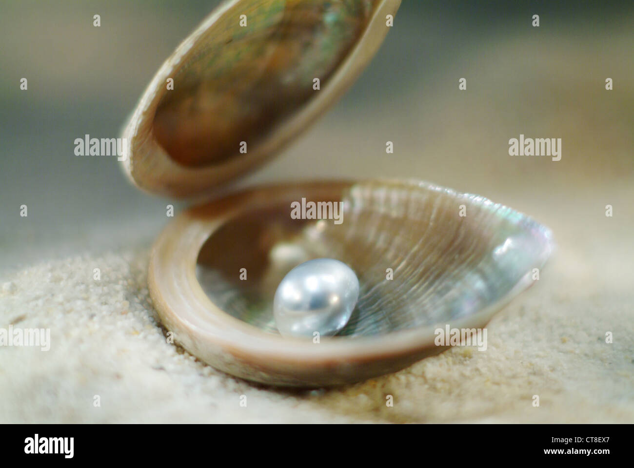 Shell with Pearl Stock Photo - Alamy