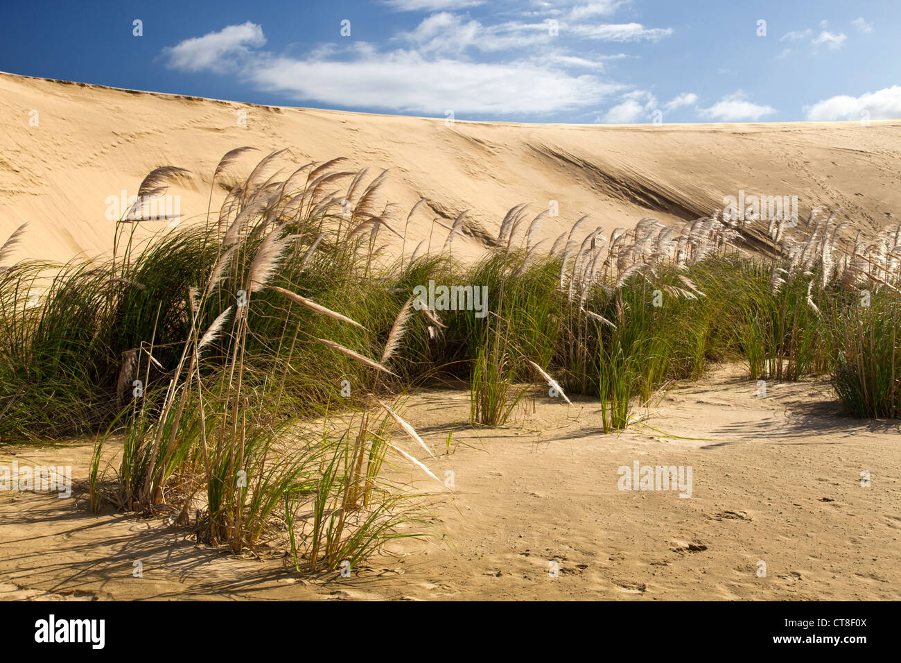Sand Dunes near Te Kapi Stream 8, Northlands, New Zealand Stock Photo