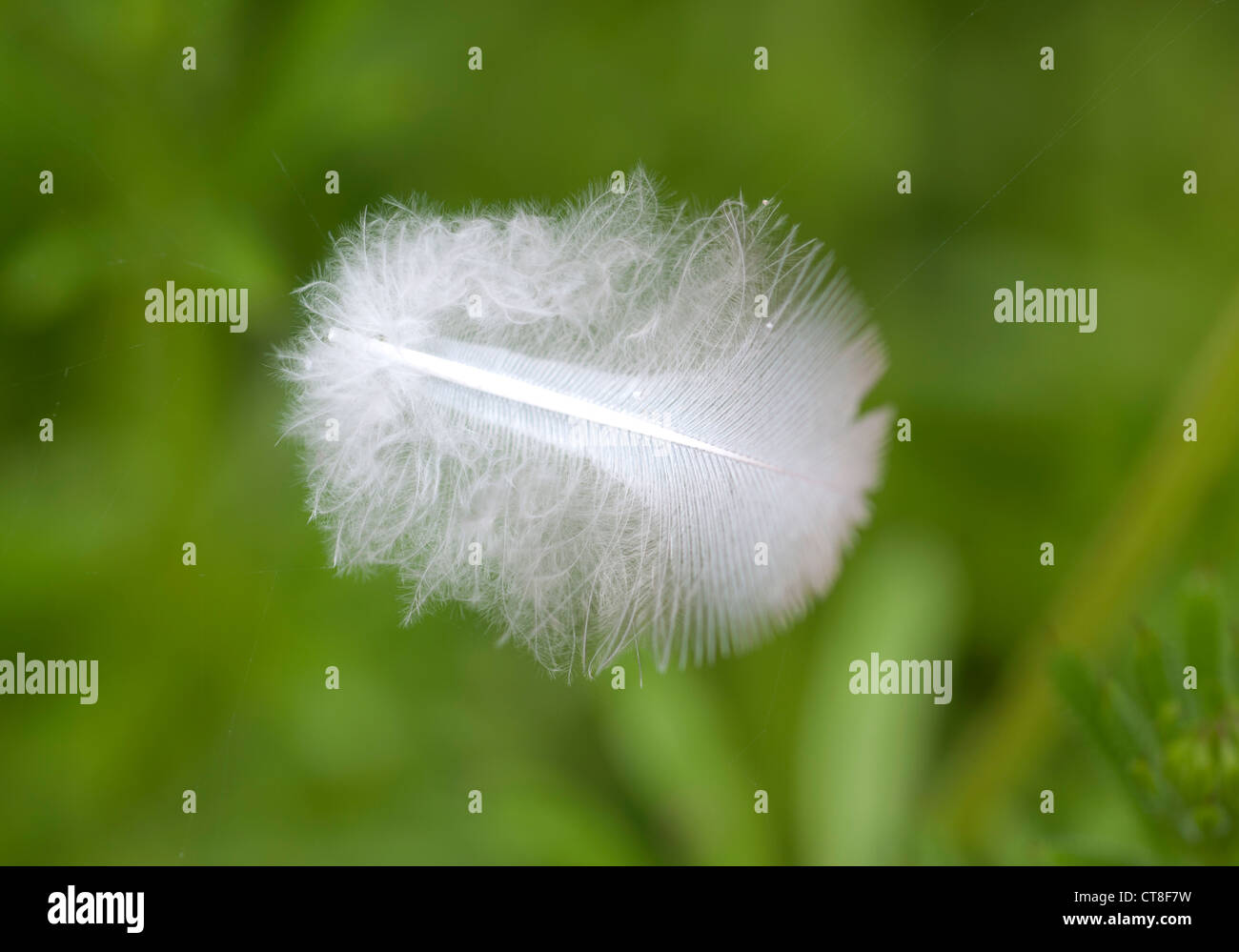 White feather hi-res stock photography and images - Alamy