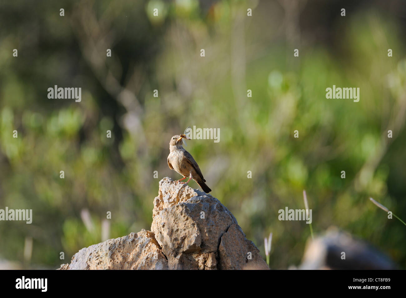 Oman food insect hi-res stock photography and images - Alamy