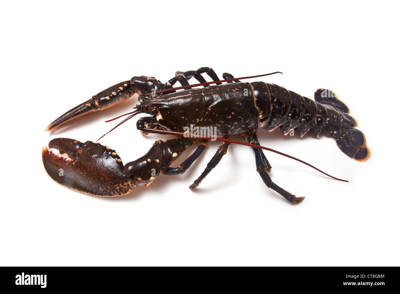 Fresh Lobster (common European) isolated on a white studio background. Stock Photo
