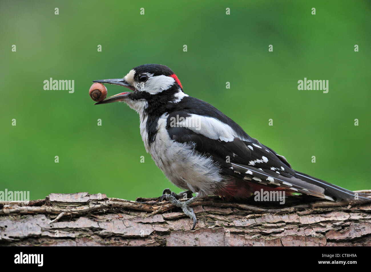 Great Spotted Woodpecker / Greater Spotted Woodpecker (Dendrocopos major) male with hazelnut in beak on tree trunk in forest Stock Photo