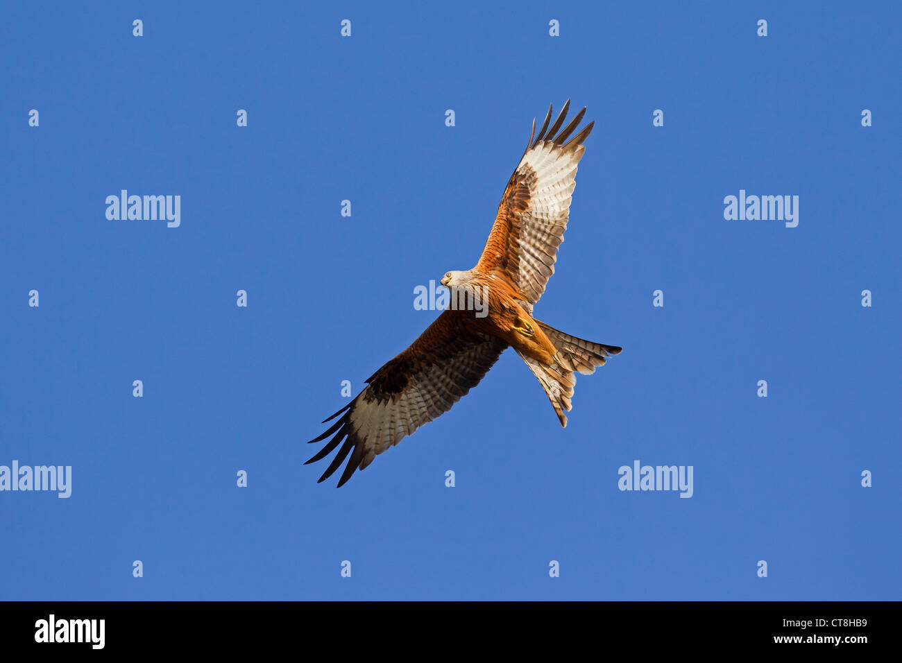 Red Kite Bird Uk Stock Photos & Red Kite Bird Uk Stock Images Alamy