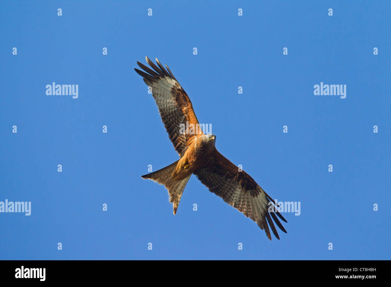 Red kite bird of prey hires stock photography and images Alamy