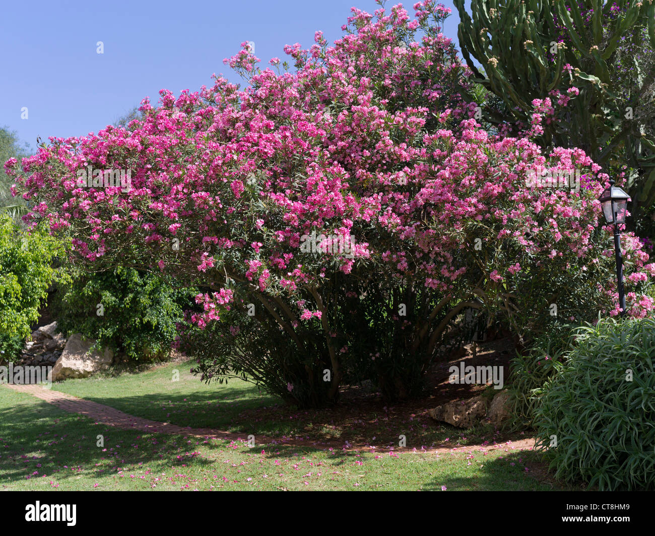 dh  FLORA CYPRUS Pink flowering Nerium oleander bush flower greece Stock Photo