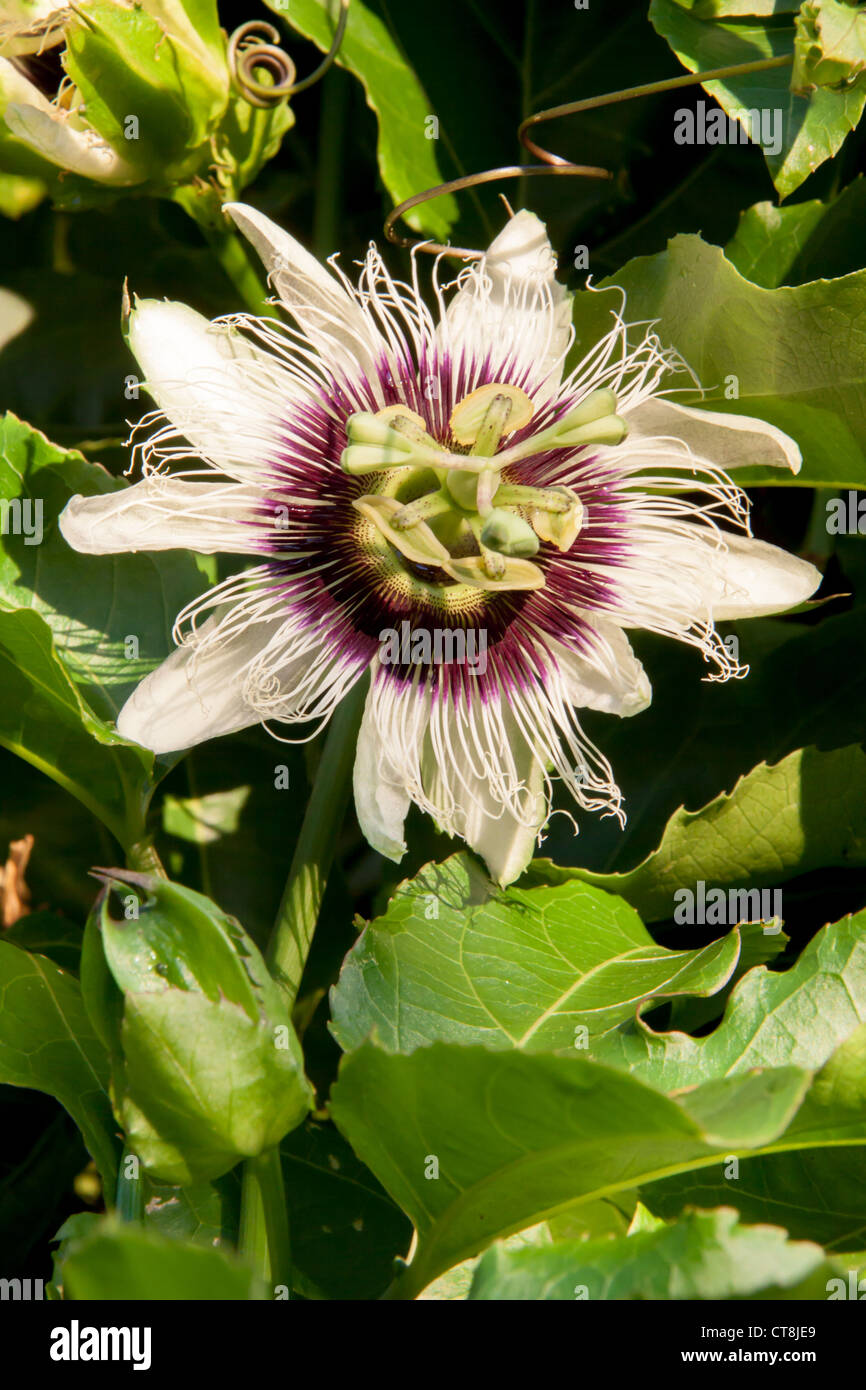 Exotic flower of the Red Panama Passionfuit, Passiflora edulis, on the vine Stock Photo