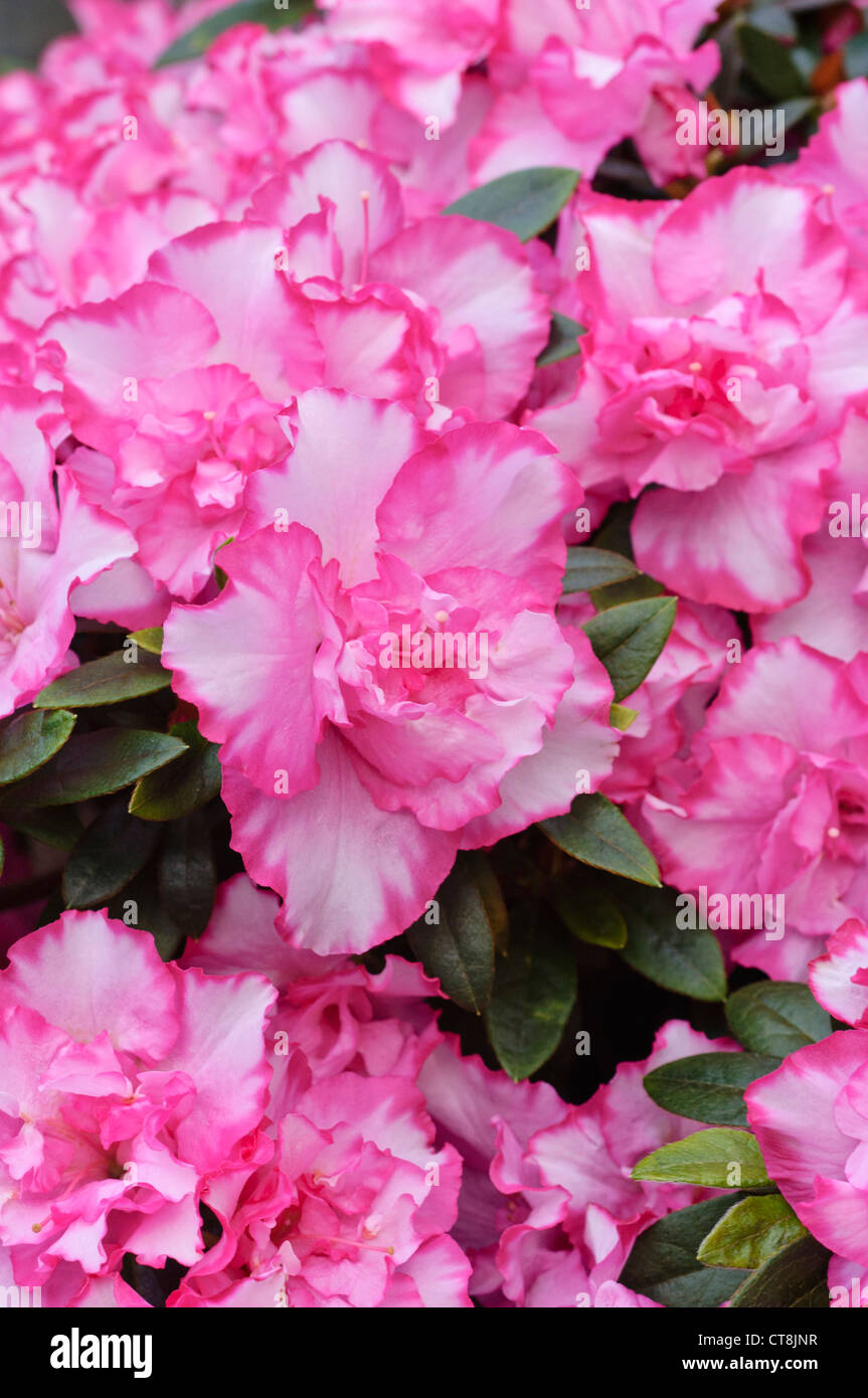 Indian azalea (Rhododendron simsii 'Leopold Astrid' Stock Photo - Alamy
