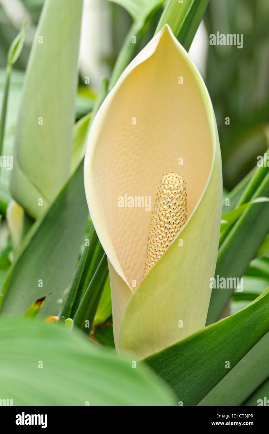 Window plant (Monstera epipremnoides Stock Photo - Alamy