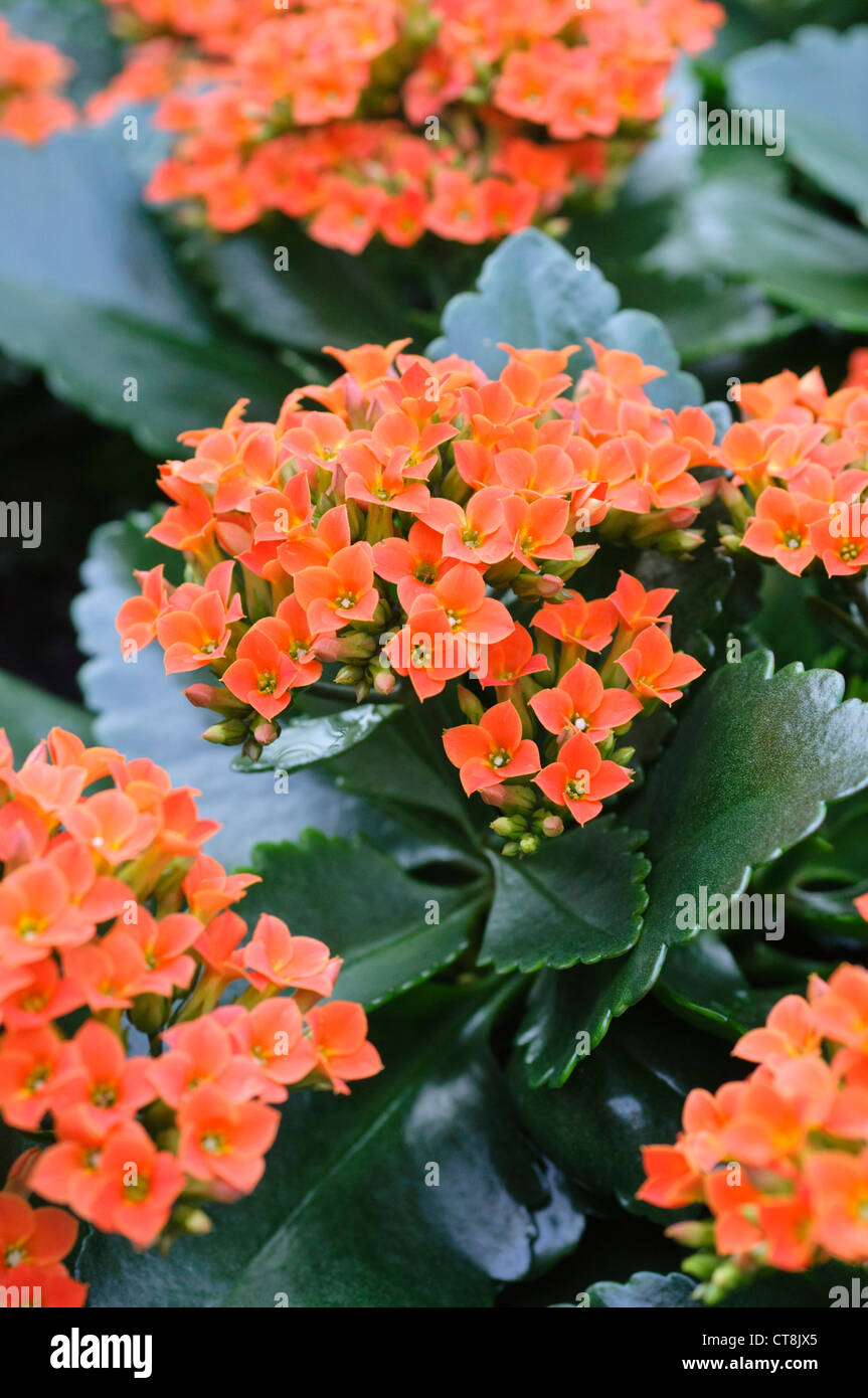 Flaming Katy (Kalanchoe blossfeldiana Stock Photo Alamy