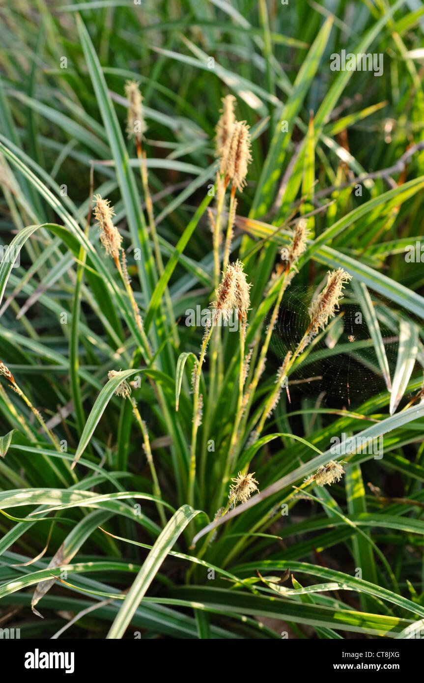 Morrow's sedge (Carex morrowii) Stock Photo