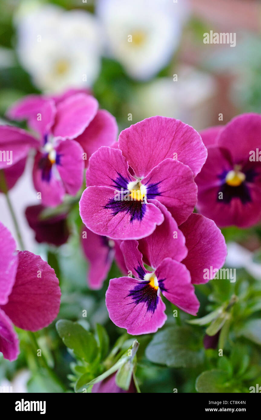 Horned pansy (Viola cornuta Stock Photo Alamy