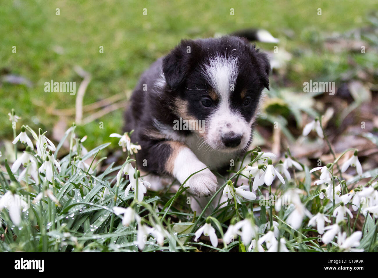 Border collie puppy, black white & tan puppy in snowdrops Stock Photo