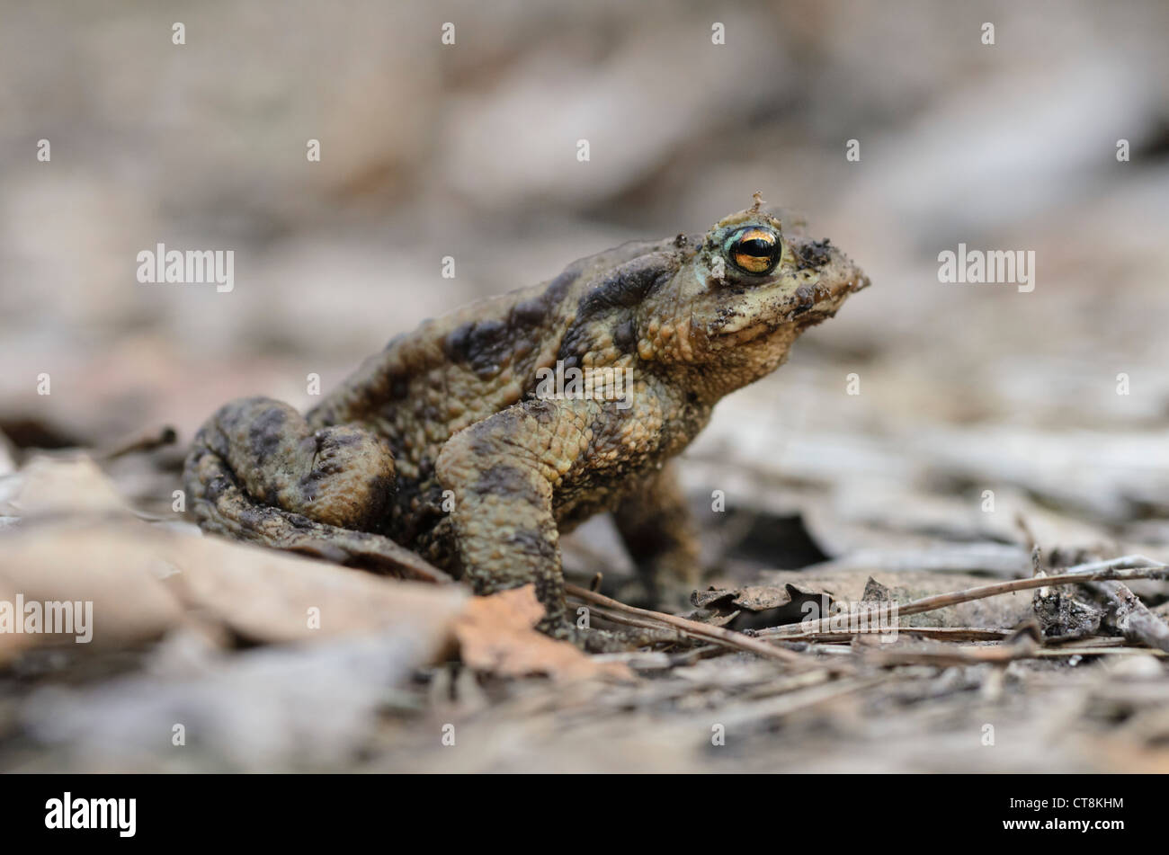 Common toad (Bufo bufo) Stock Photo