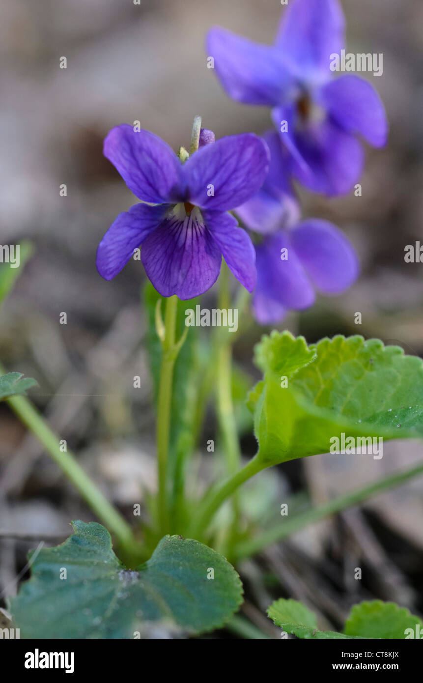 Sweet violet (Viola odorata) Stock Photo