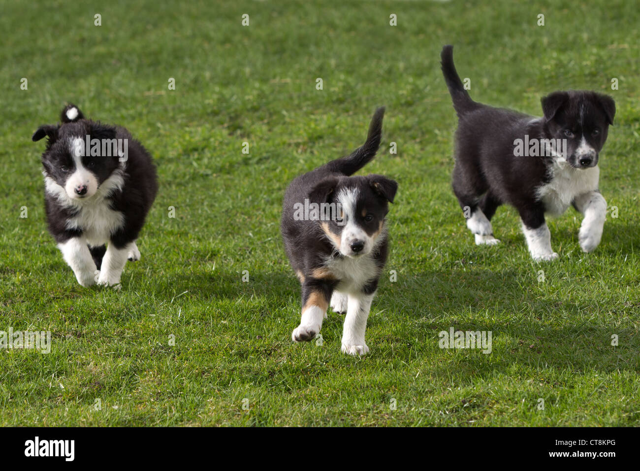 Border collie puppies, black & white puppies Stock Photo