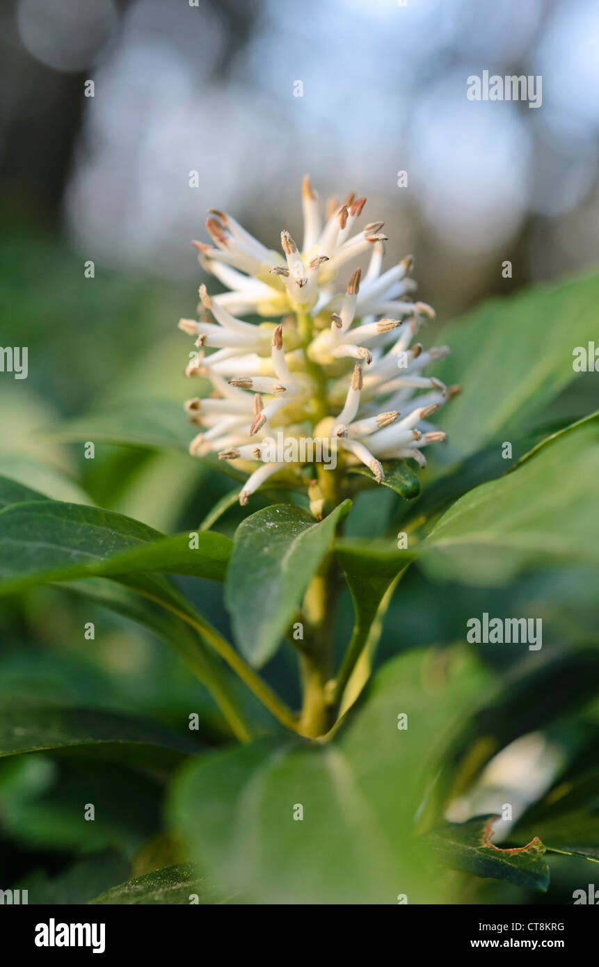 Japanese spurge (Pachysandra terminalis) Stock Photo