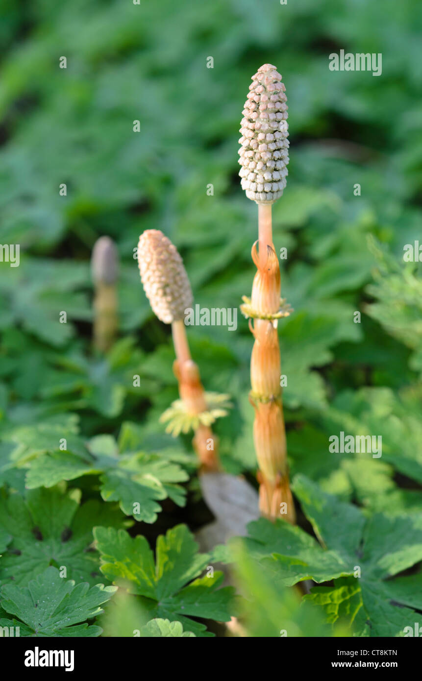 Wood horsetail (Equisetum sylvaticum) Stock Photo