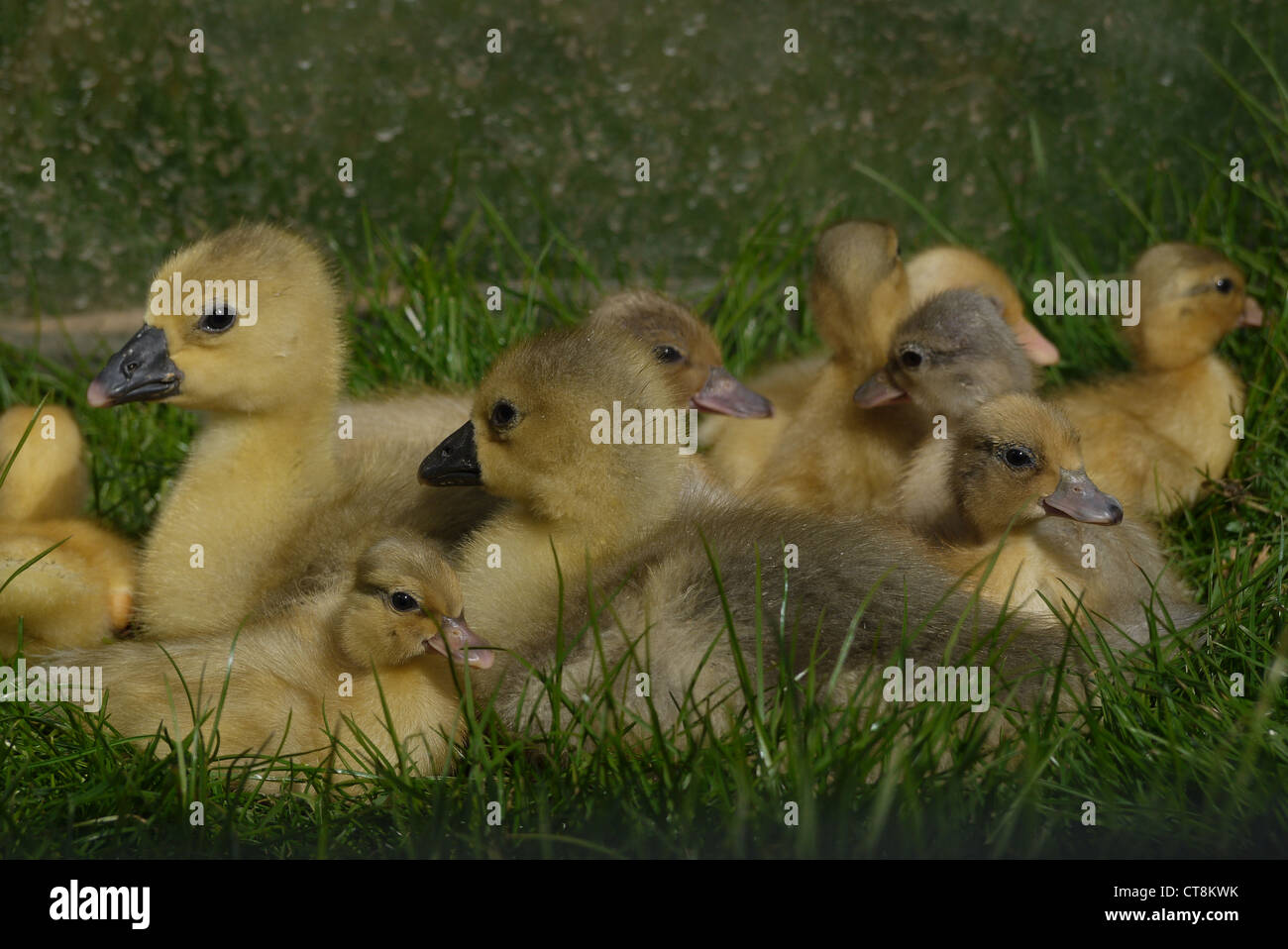 Goslings and ducklings Stock Photo - Alamy