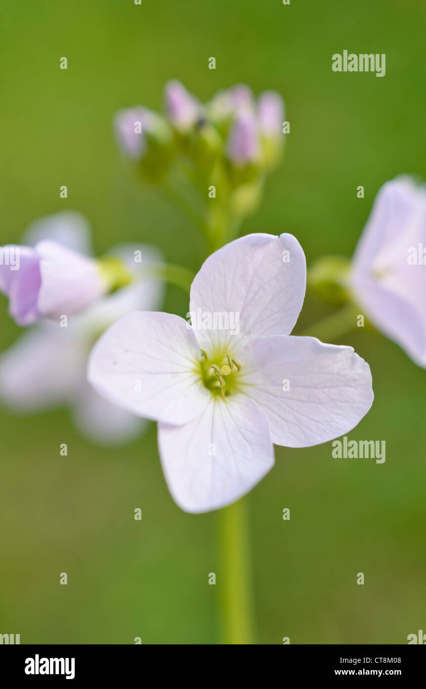 Cuckoo flower (Cardamine pratensis Stock Photo - Alamy